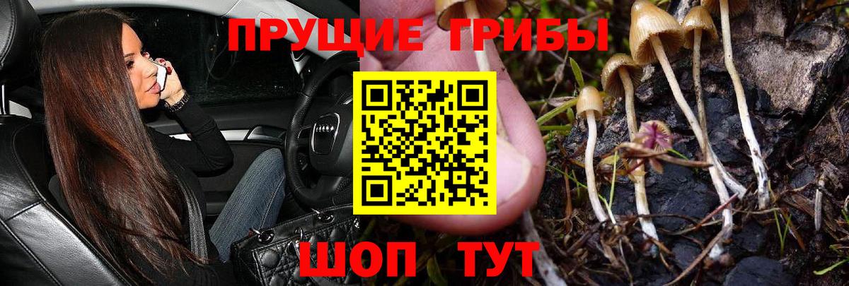 где можно купить   Галлюциногенные грибы Psilocybine cubensis  Вход с VPN  Тобольск 
